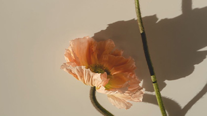 Back&Body　コンディショニング検定講座