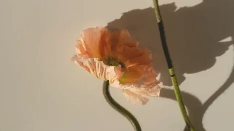 Back＆Bodyコンディショニング検定講座