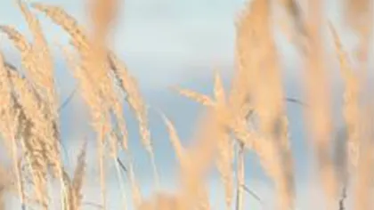 膝ケアコーディネーター